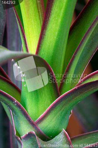 Image of Dracaena draco (dragon tree)