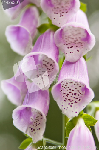 Image of Flowers pink digitalis (Digitalis purpurea), a close up