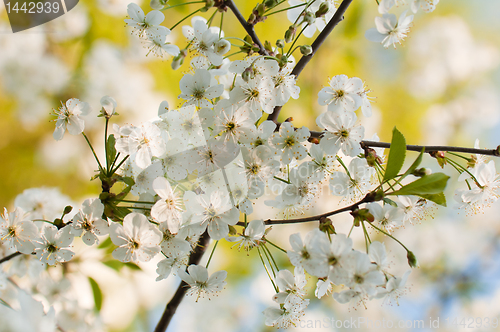 Image of Branch of a blossoming cherry