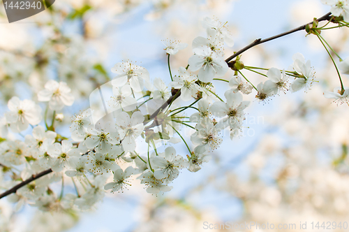 Image of Branch of a blossoming cherry