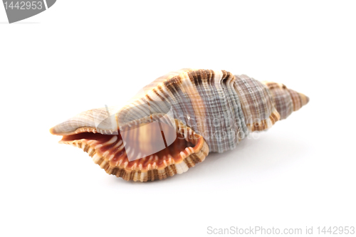 Image of Cockleshell