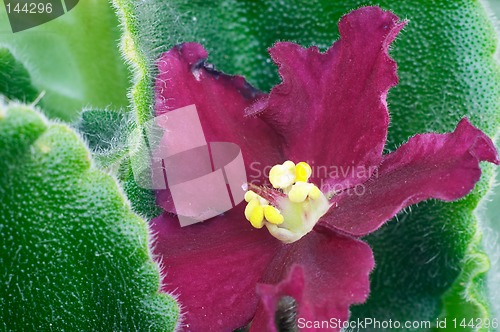 Image of African violet