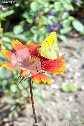 Image of The yellow butterfly