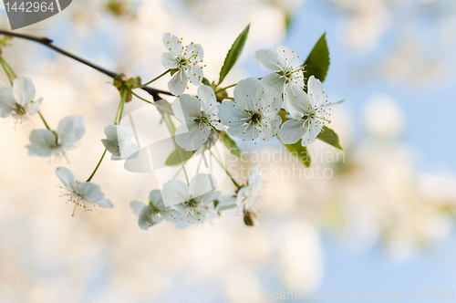 Image of Branch of a blossoming cherry