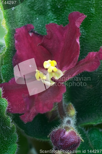 Image of African violet