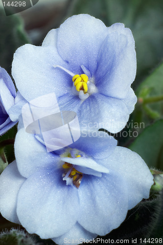 Image of African violet