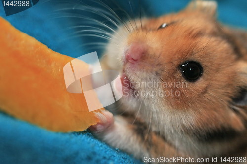 Image of hamster
