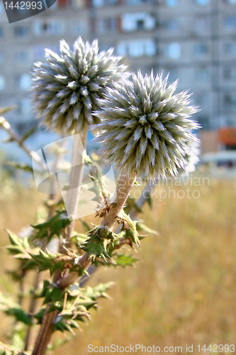 Image of Two prickly flowers