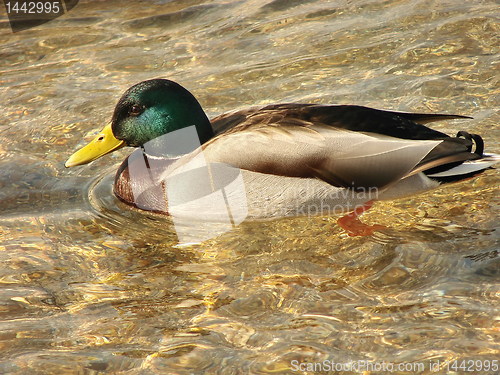 Image of duck