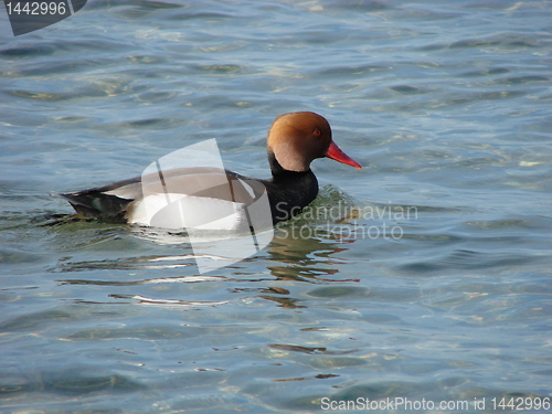 Image of duck swimming