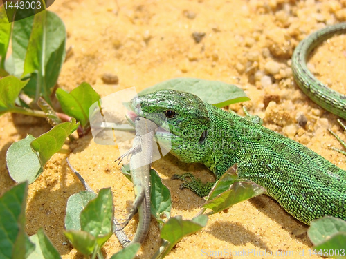 Image of The big lizard eats a small lizard