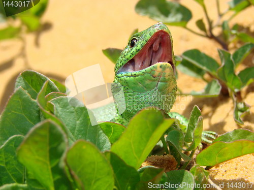 Image of lizard