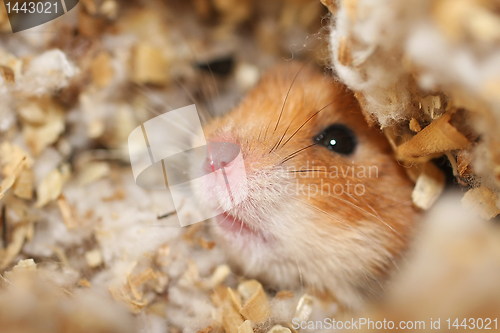 Image of Curious Hamster