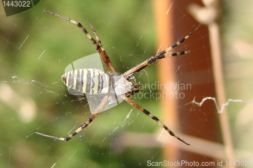 Image of Spider