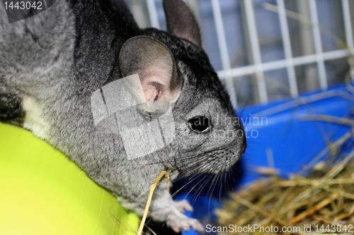 Image of Chinchilla