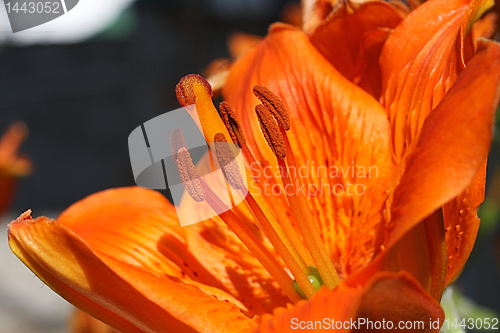 Image of Orange flower