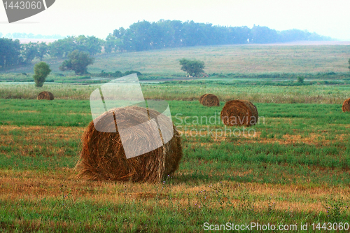 Image of Hay sheaves