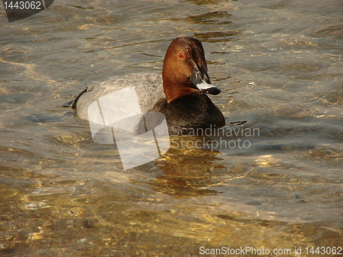 Image of duck swimming