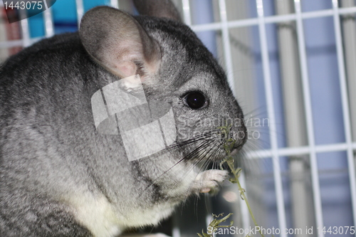 Image of Chinchilla