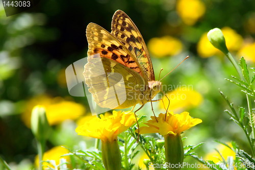 Image of Brightly butterfly