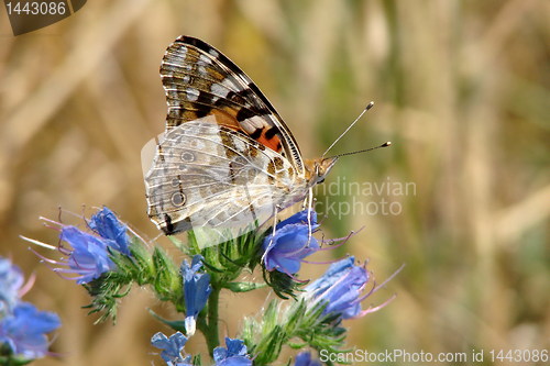 Image of The big orange butterfly