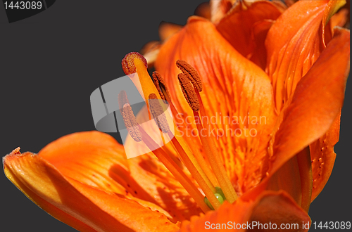 Image of Orange flower