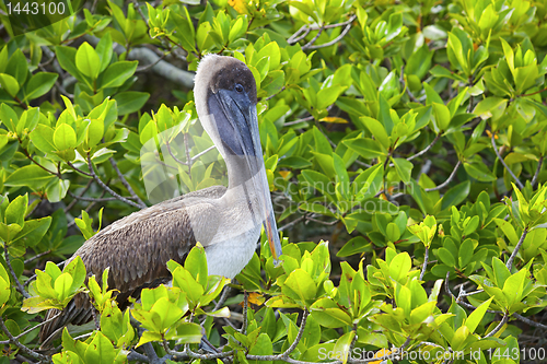 Image of Pelican resting on Galapagos