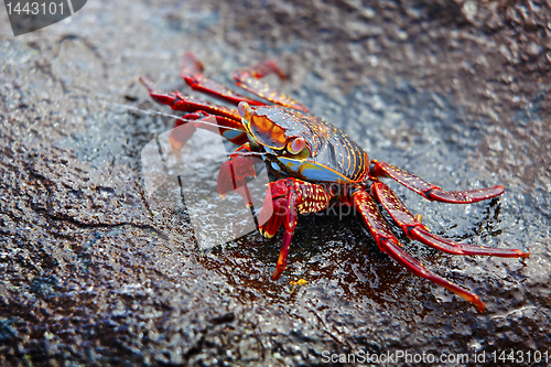 Image of Sally lightfoot crab on Galapagos