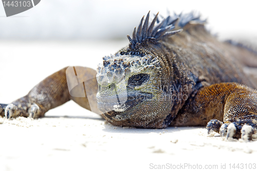 Image of Galapagos marine Iguana