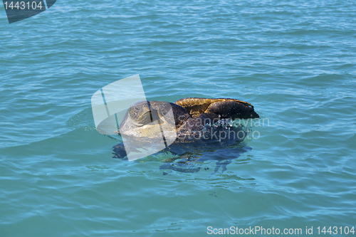 Image of Mating sea turtles