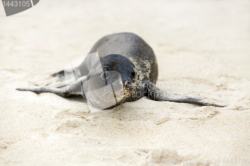 Image of Newborn Sea Lion