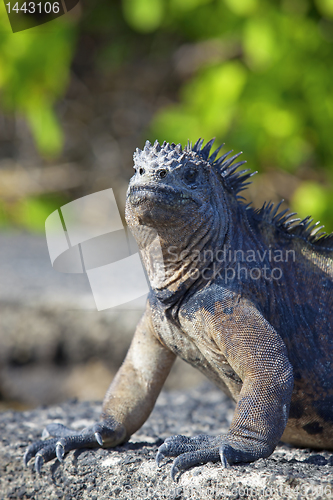 Image of Galapagos marine Iguana