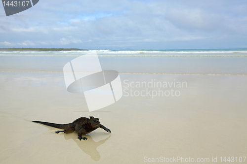 Image of Galapagos marine Iguana