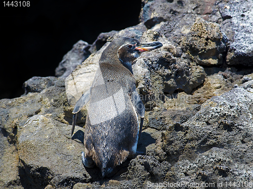 Image of A Galapagos Penguin