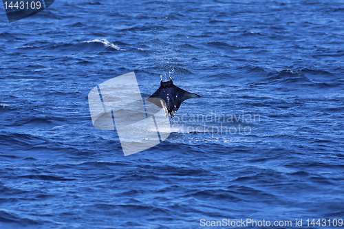 Image of Manta ray jumping