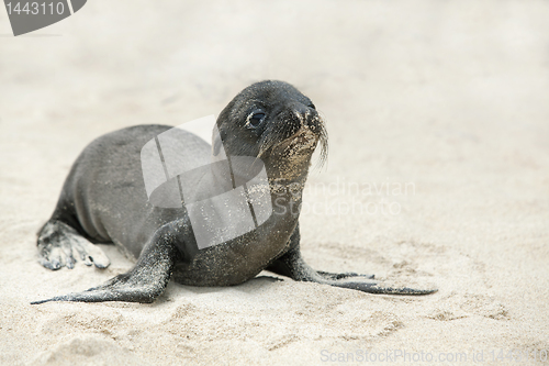 Image of Newborn Sea Lion