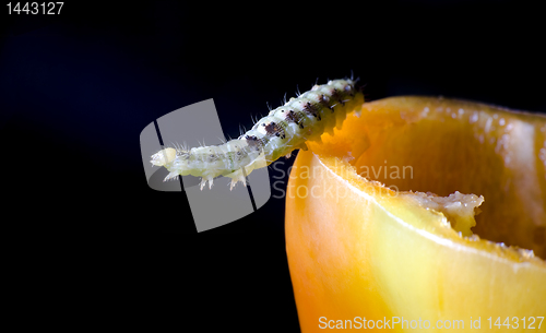 Image of caterpillar and vegetable