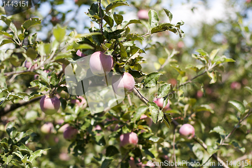 Image of red apples