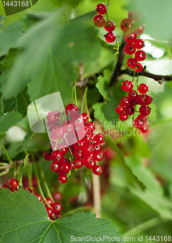 Image of redcurrant