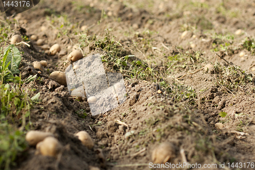 Image of digging potatoes