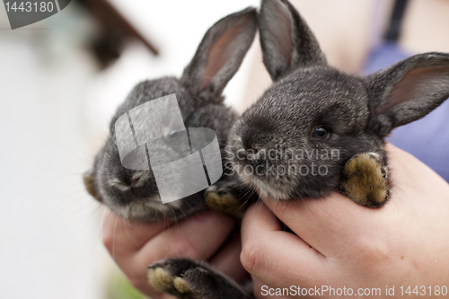 Image of two rabbits