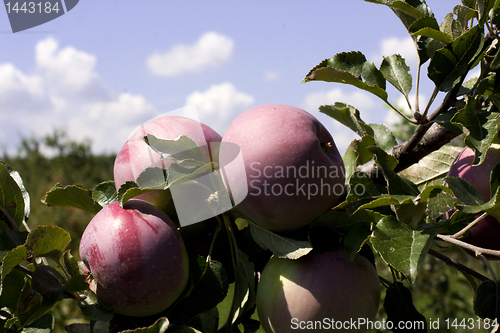 Image of red apples