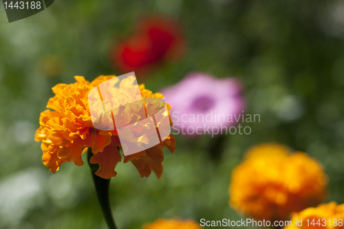 Image of orange flower