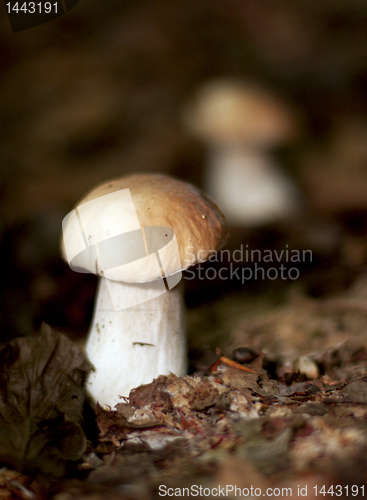 Image of mushroom