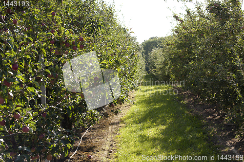 Image of apple orchard