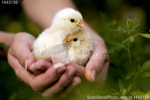 Image of Chickens in the hands of