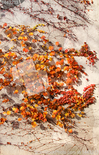 Image of autumn wall