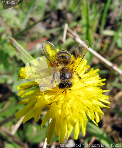 Image of  bee on flower