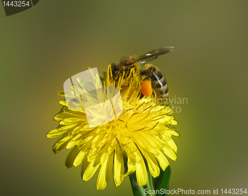 Image of  bee on dandelion