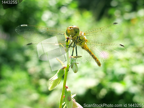 Image of dragonfly